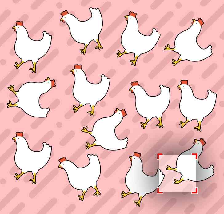 the odd chicken is here